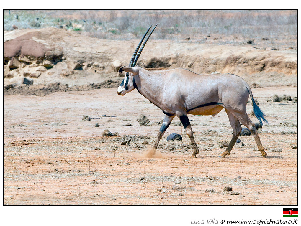 Orice beisa - Oryx beisa